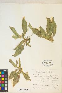 Taraxia subacaulis image