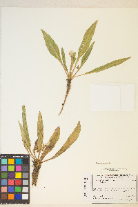 Taraxia subacaulis image