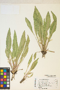 Taraxia subacaulis image