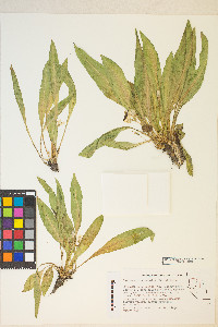 Taraxia subacaulis image