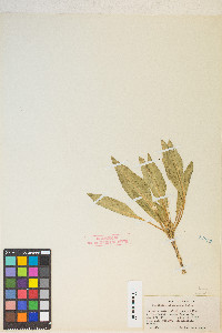 Taraxia subacaulis image