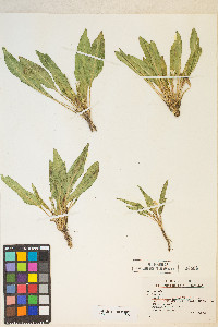 Taraxia subacaulis image