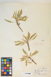 Taraxia subacaulis image