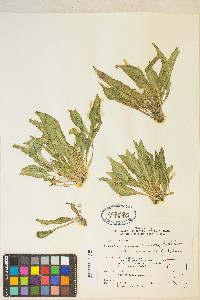 Taraxia subacaulis image