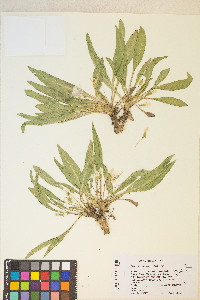 Taraxia subacaulis image