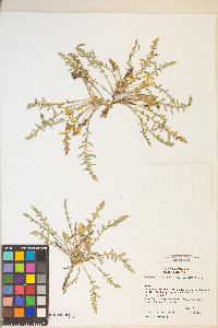 Taraxia tanacetifolia image