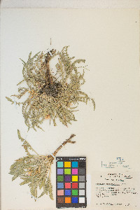 Taraxia tanacetifolia image