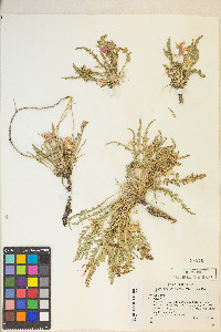 Taraxia tanacetifolia image