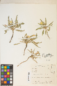 Taraxia tanacetifolia image