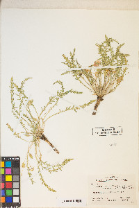 Taraxia tanacetifolia image