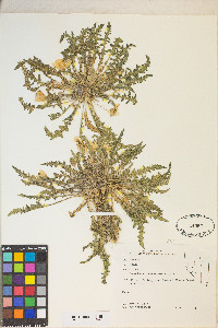 Taraxia tanacetifolia image