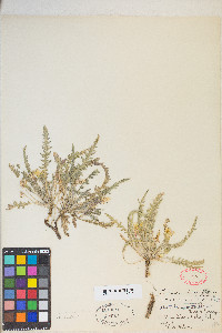 Taraxia tanacetifolia image