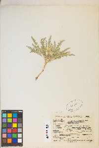 Taraxia tanacetifolia image