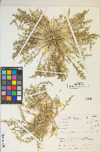 Taraxia tanacetifolia image