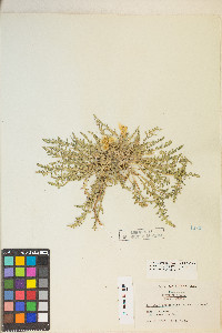 Taraxia tanacetifolia image