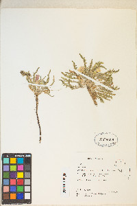 Taraxia tanacetifolia image