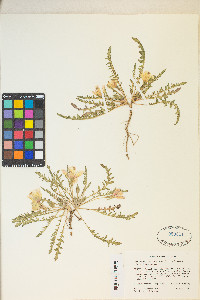 Taraxia tanacetifolia image