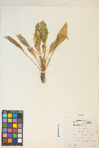 Camissonia ovata image