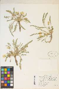 Taraxia tanacetifolia image