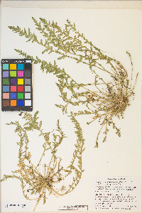 Taraxia tanacetifolia image