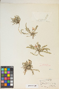 Taraxia tanacetifolia image