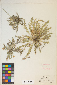 Taraxia tanacetifolia image