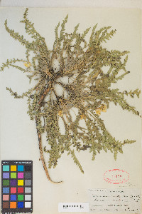 Taraxia tanacetifolia image