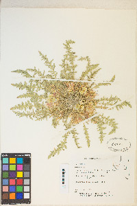 Taraxia tanacetifolia image