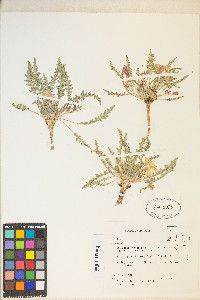 Taraxia tanacetifolia image