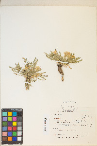 Taraxia tanacetifolia image