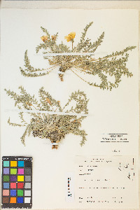 Taraxia tanacetifolia image