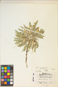 Taraxia tanacetifolia image