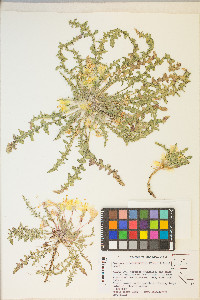 Taraxia tanacetifolia image