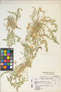 Taraxia tanacetifolia image