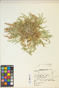 Taraxia tanacetifolia image