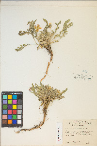 Taraxia tanacetifolia image