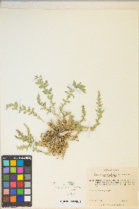 Taraxia tanacetifolia image