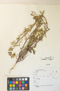 Chylismia claviformis var. purpurascens image