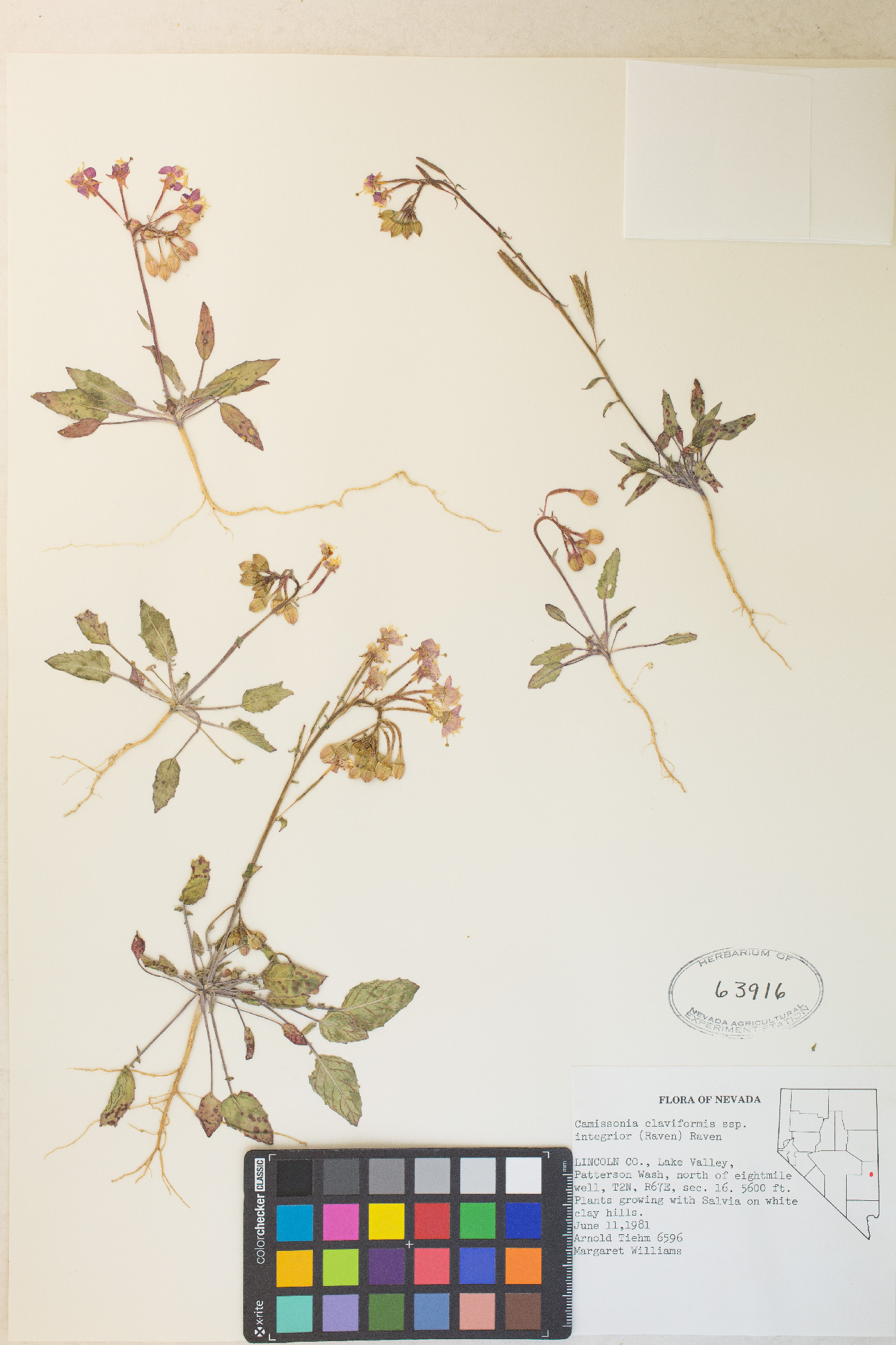 Chylismia claviformis var. purpurascens image