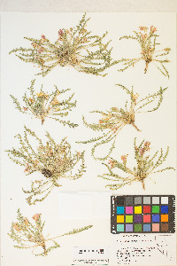 Taraxia tanacetifolia image