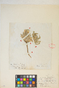 Taraxia tanacetifolia image