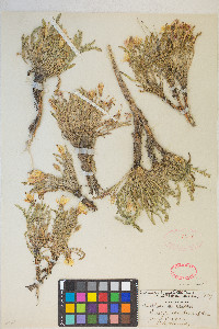 Taraxia tanacetifolia image