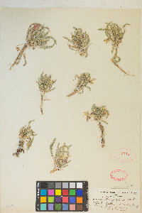 Taraxia tanacetifolia image