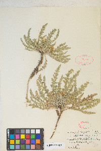 Taraxia tanacetifolia image