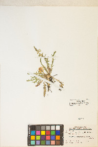 Taraxia tanacetifolia image