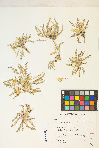 Taraxia tanacetifolia image