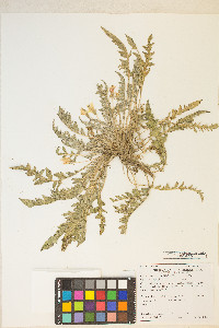 Taraxia tanacetifolia image