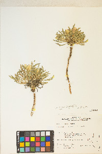 Taraxia tanacetifolia image