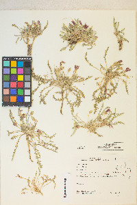 Taraxia tanacetifolia image