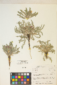 Taraxia tanacetifolia image